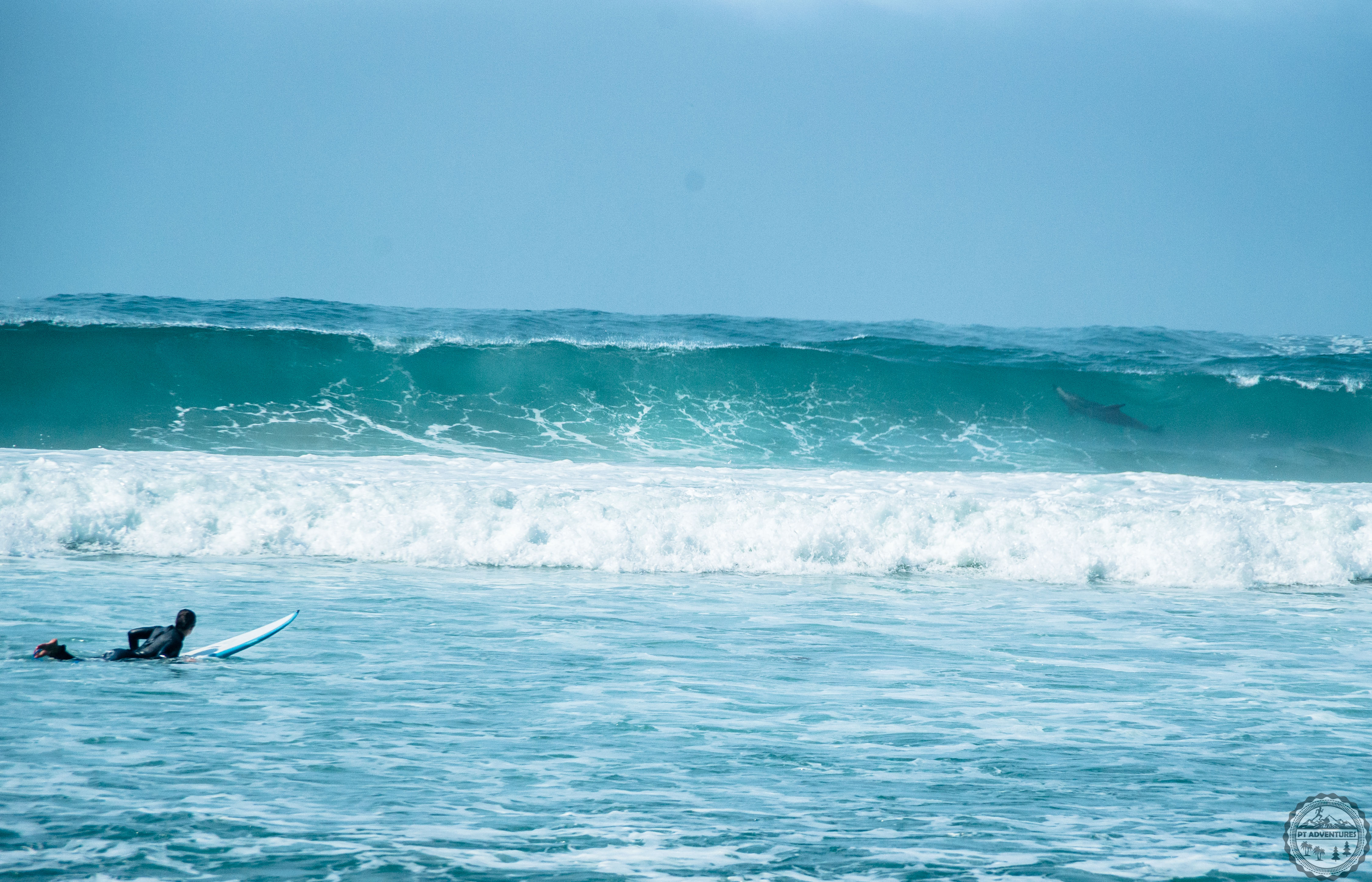 surfing with dolphins