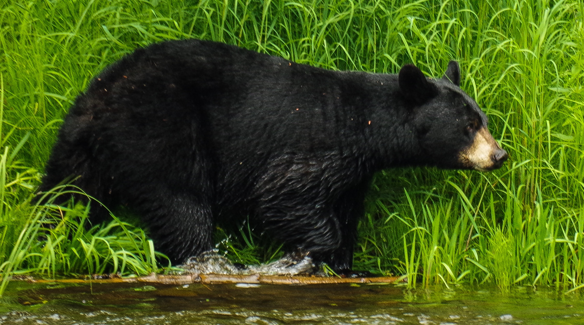 Russian River black bear