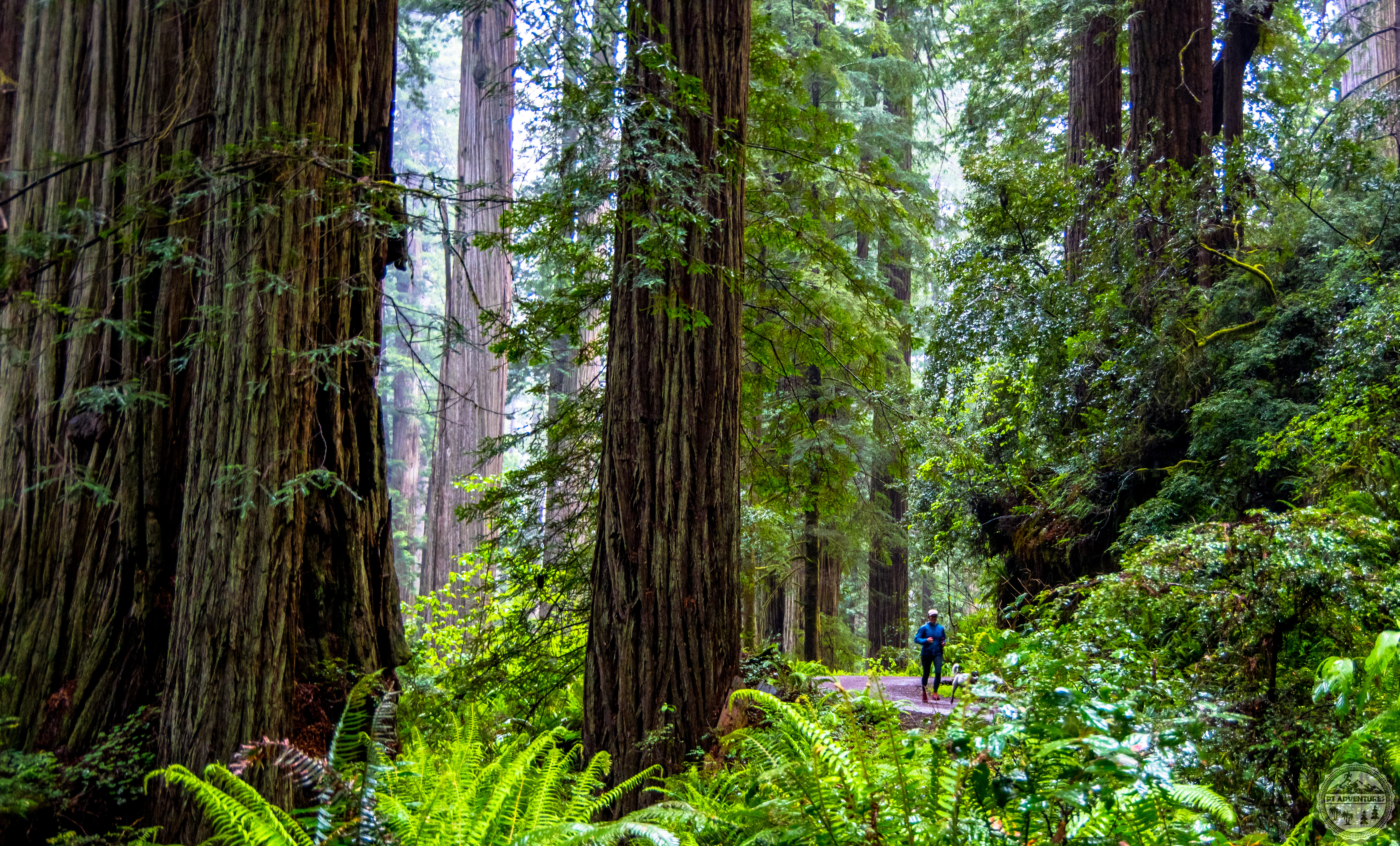 Runner and white dog running along a dirt road in Redwoods National Park